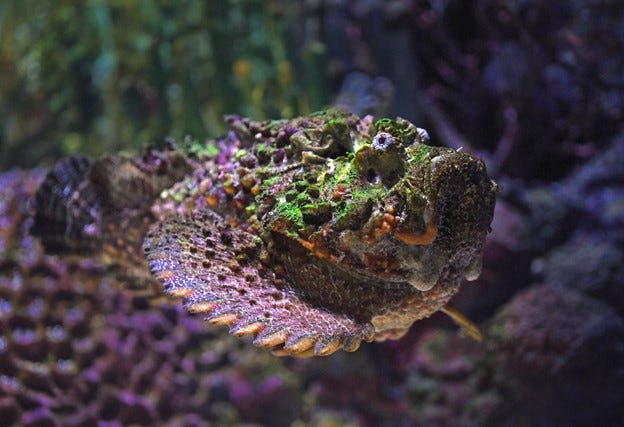 Stonefish