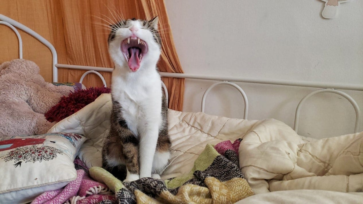A yawning cat on an unmade bed