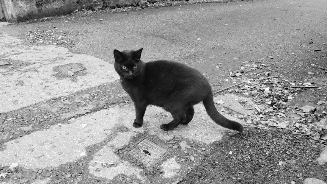 A black cat stands in an alleyway