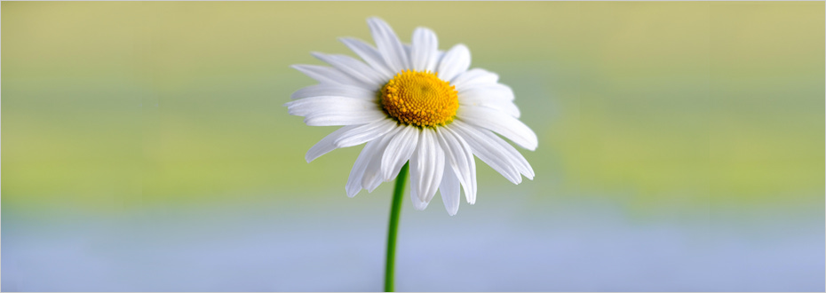 A single daisy flower stands in a field on a sunny day.