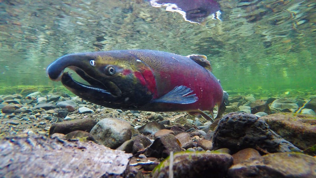 Coho Spawning on the Salmon River