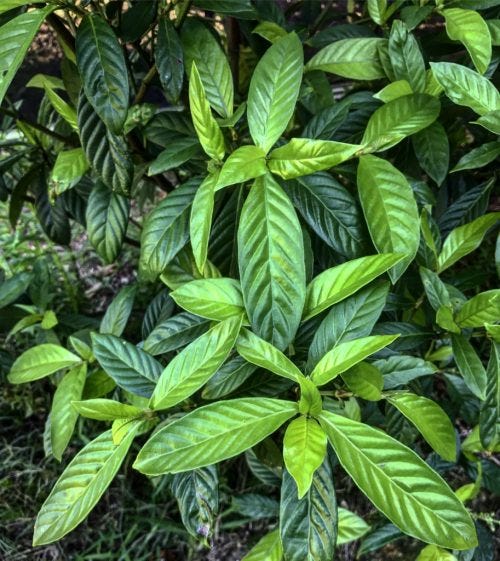 Psychotria viridis - Chacruna 'UDV' (plant) | Herbalistics