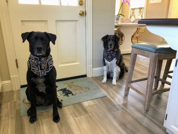 Sadie and Scout, who belong to loyal reader Donna, are happy hockey season has begun, that time when mommy yells a lot at the television. Want your pet(s) to appear in The Highlighter? That can be arranged! hltr.co/pets