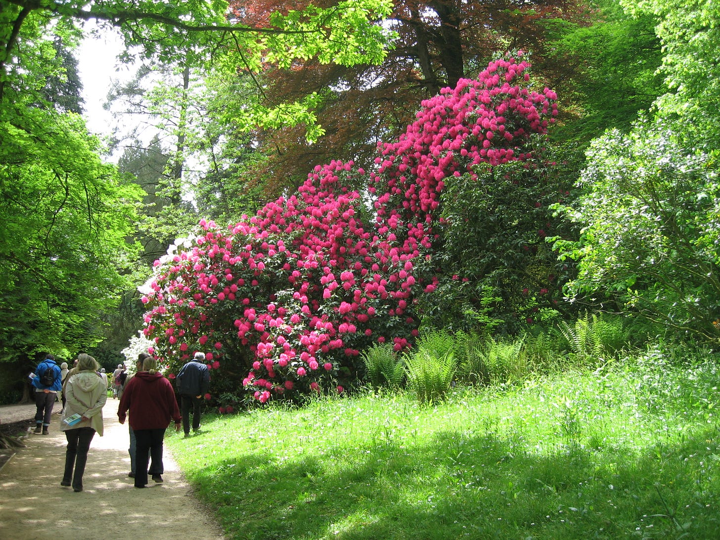 Beautiful Rhododendron Plants in Stourhead Garden, Wiltshire, National Trust.