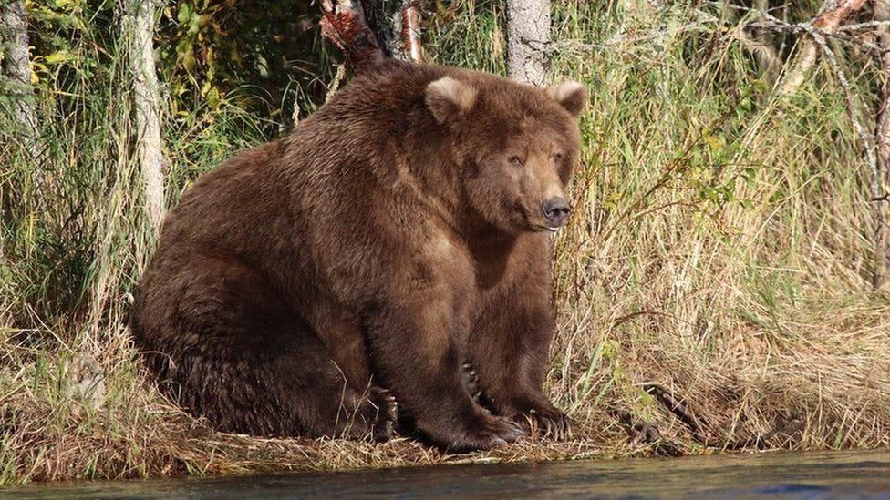 Why a US national park is holding a 'Fat Bear Week' contest - BBC News