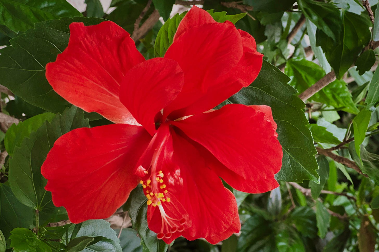 single red hibiscus bloom and green foliage