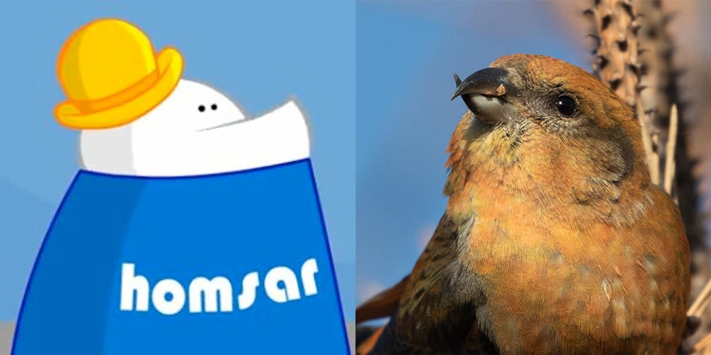 an image with two panels. on the left is a character with a white head, a big yellow bowler hat, and a big t-shirt that says "homsar" in the bauhaus font. he has white skin, no arms, two beady black eyes, and a big underbite. on the right is a red crossbill shown from the breast up, facing left. it has food in its beak.