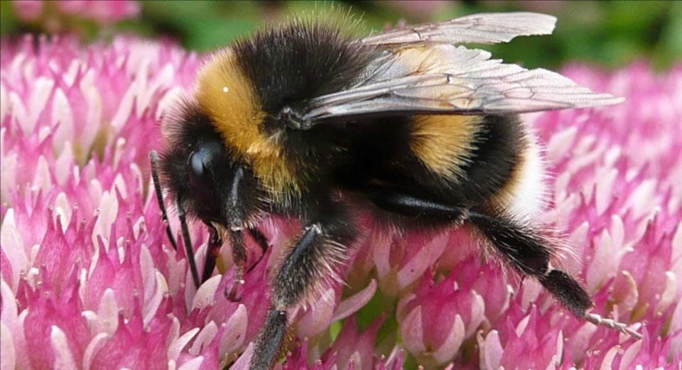 Image of bumble bee on pink flower.