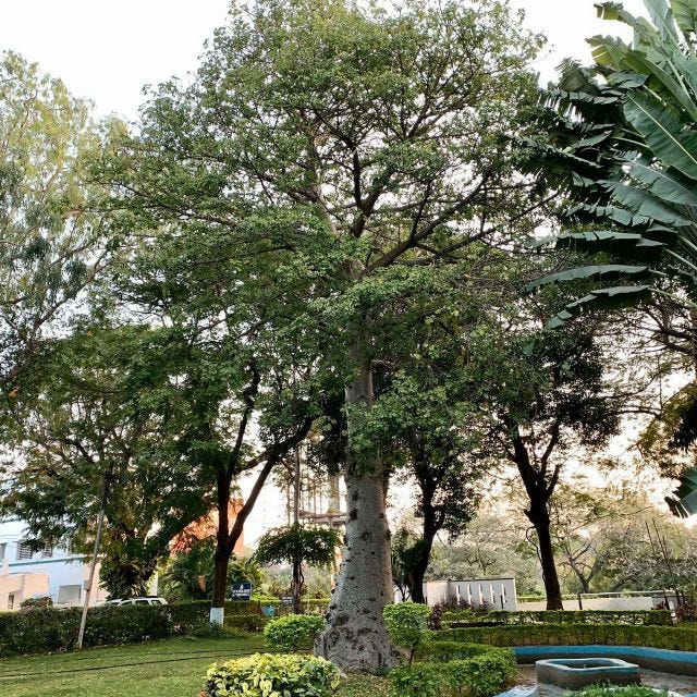 A sturdy tree in a garden with many smaller bushes and trees.