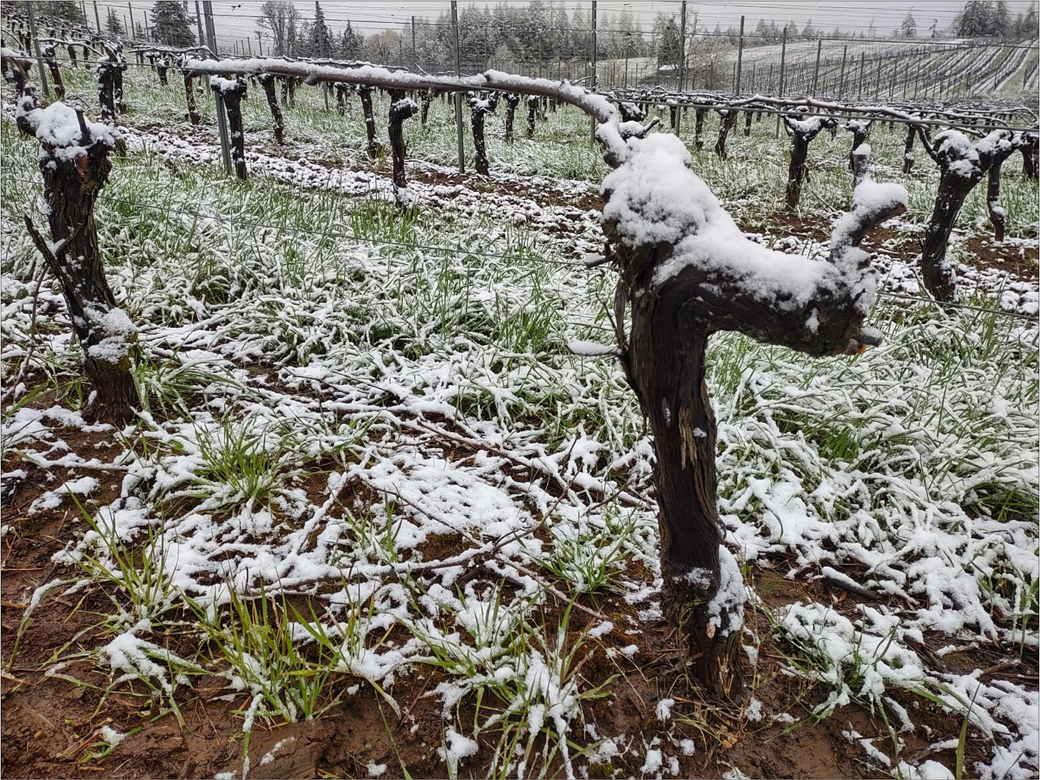 April snow in the Willamette Valley, Vintage 2022