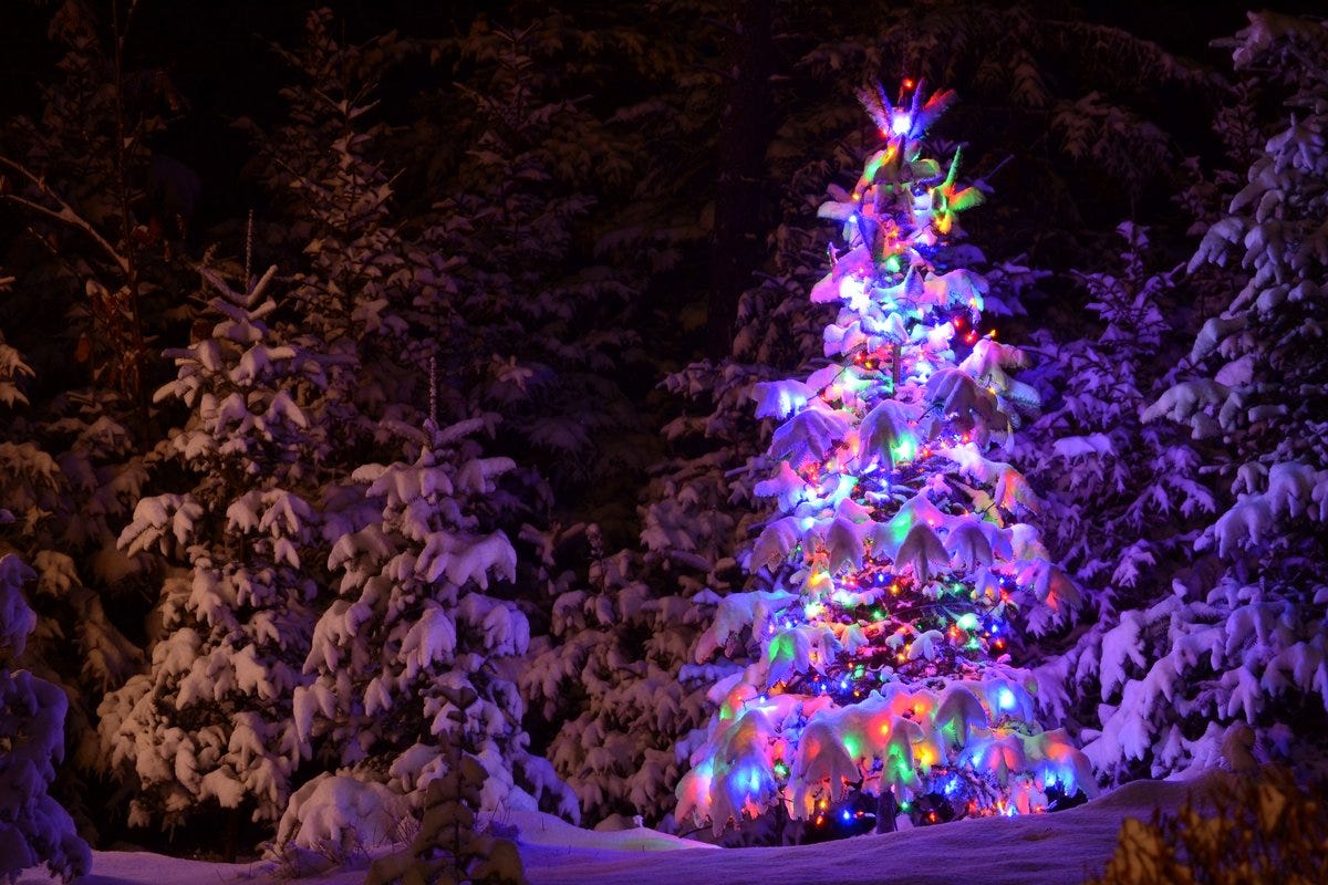 Outdoor Christmas tree