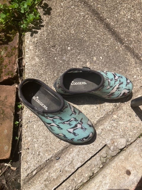 Cow clogs in the sunshine