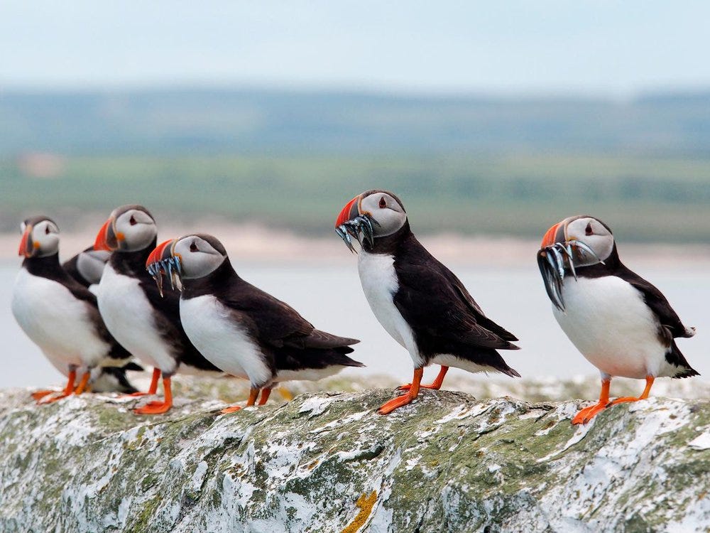 How Bird Poop Could Help Keep the Arctic Cool | Smart News| Smithsonian  Magazine