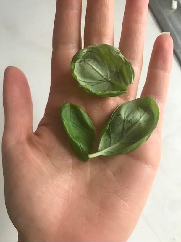 A white open palm with three fresh basil leaves resting on it. 