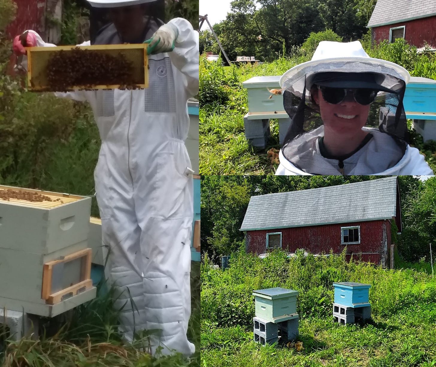 Compilation of three different photos of woman beekeeping with honeybee hives and red barn in the background. Green grass surrounding.