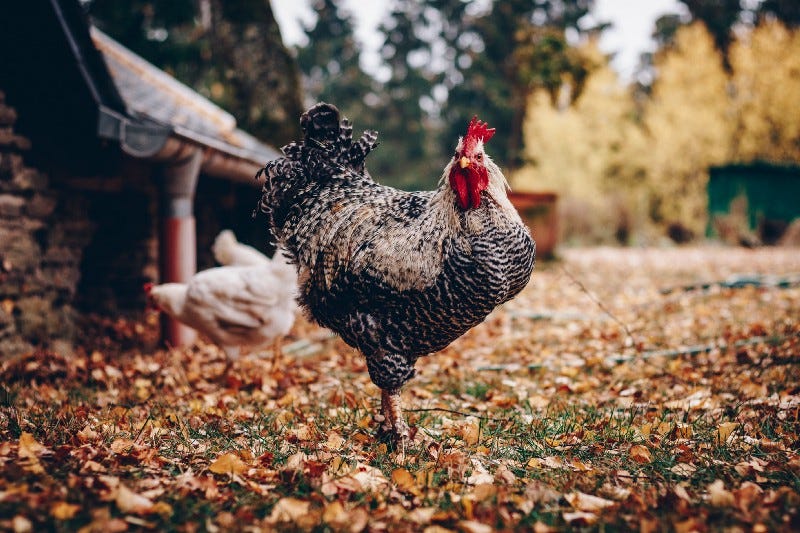 A rooster with a laying hen in the background