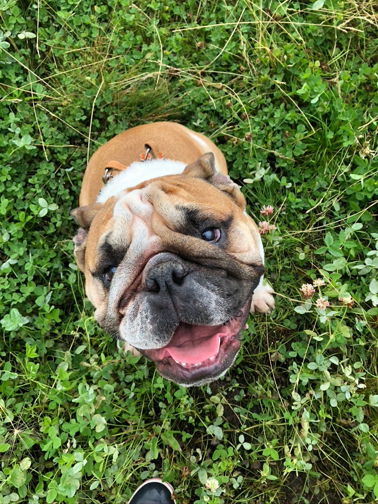 A bulldog looking up, his squishy face and giant tongue all wrinkling up into a smile.