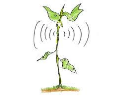 Plants Talk. Plants Listen. Here's How : Krulwich Wonders... : NPR