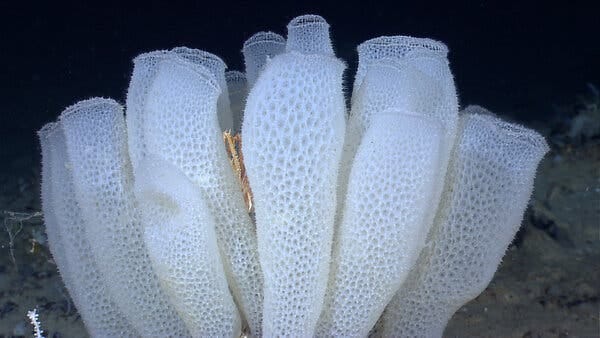 A group of Venus flower basket glass sponges where a squat lobster has made a shelter. 