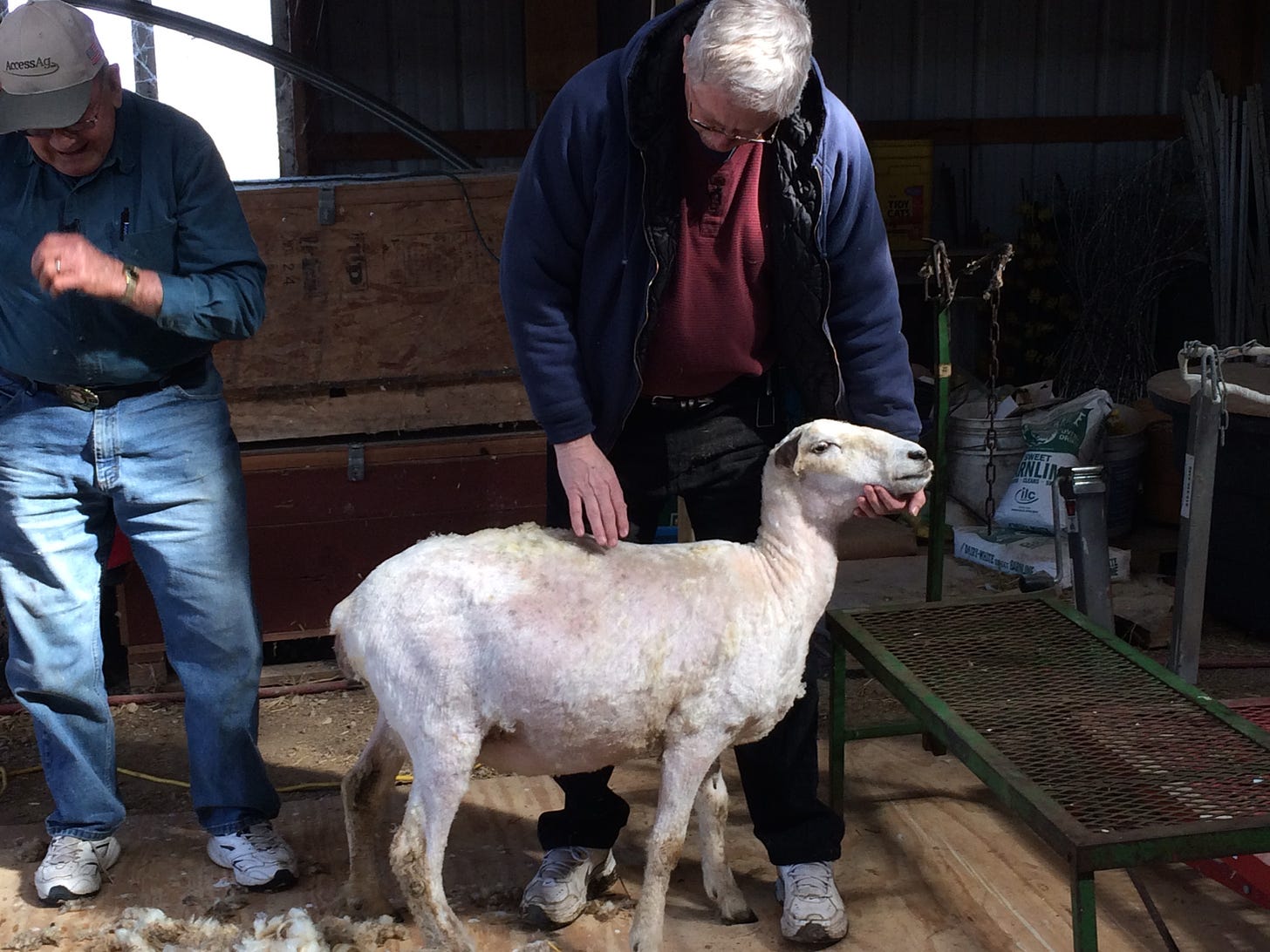 Two older men standing by a freshly-shorn sheep
