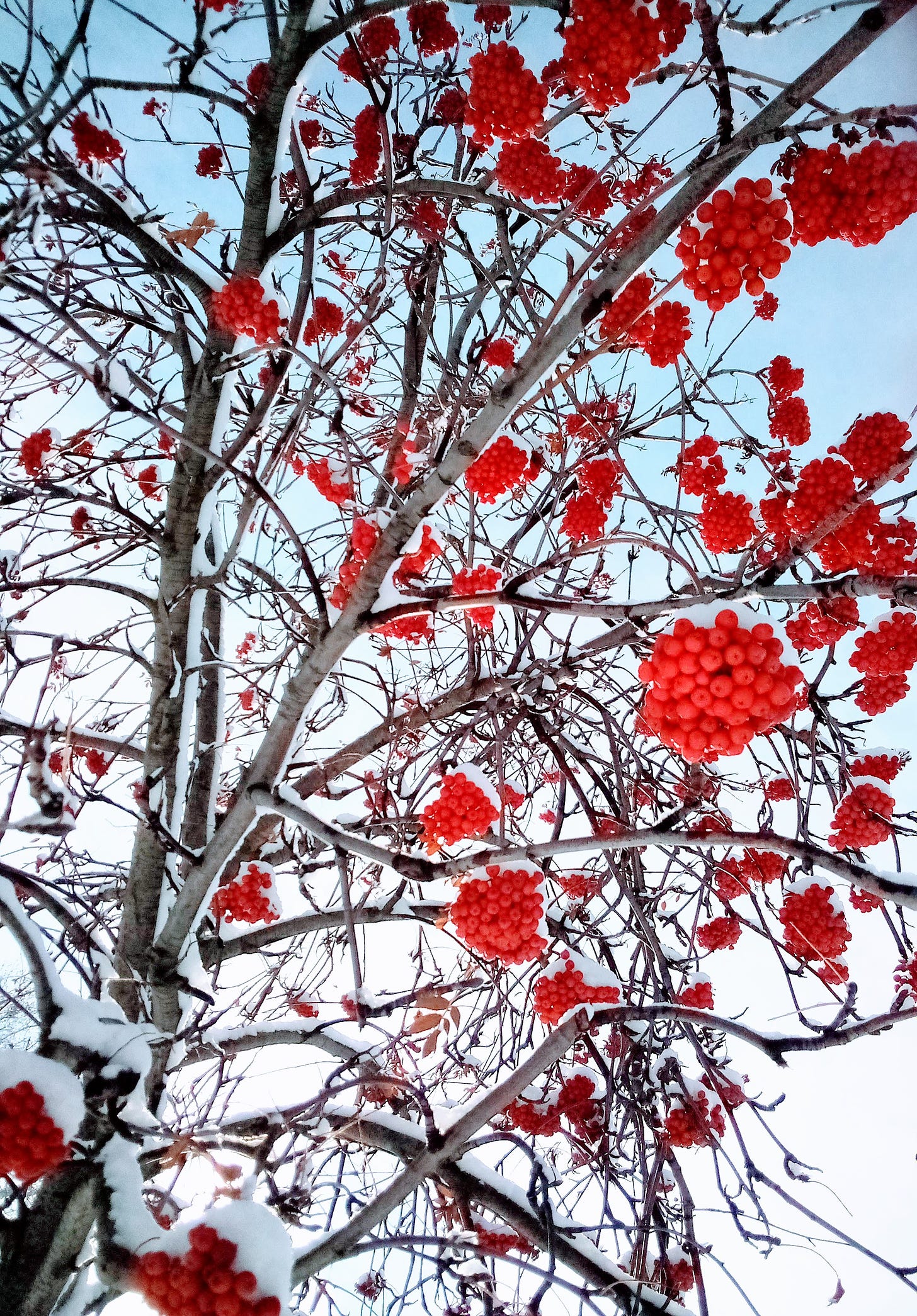Bright red berries against a blue sky