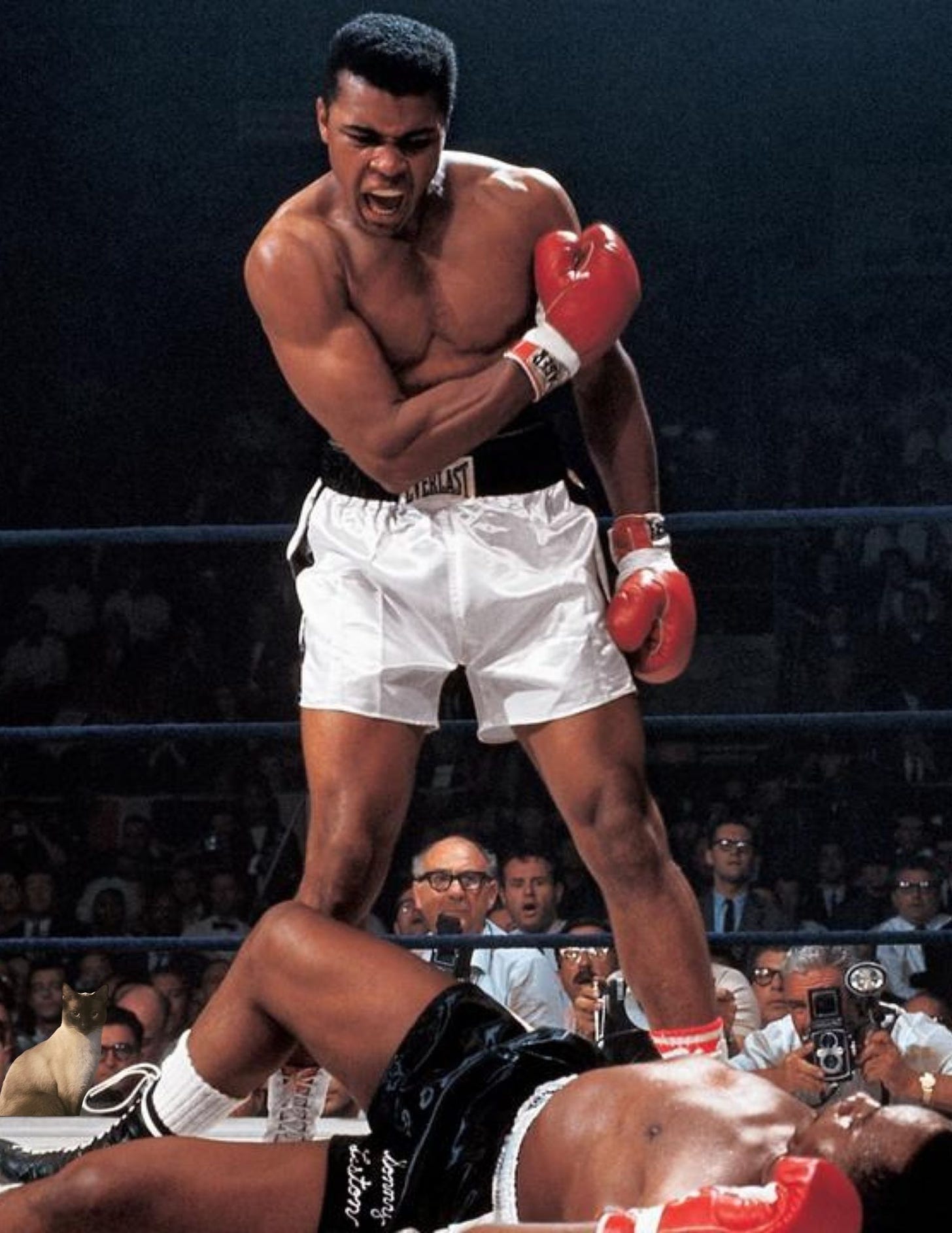 Photo of Muhammad Ali knocking out Joe Frazier, with Bonokio the cat in the front row of the audience