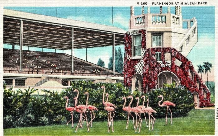 Vintage Postcard Hialeah Park