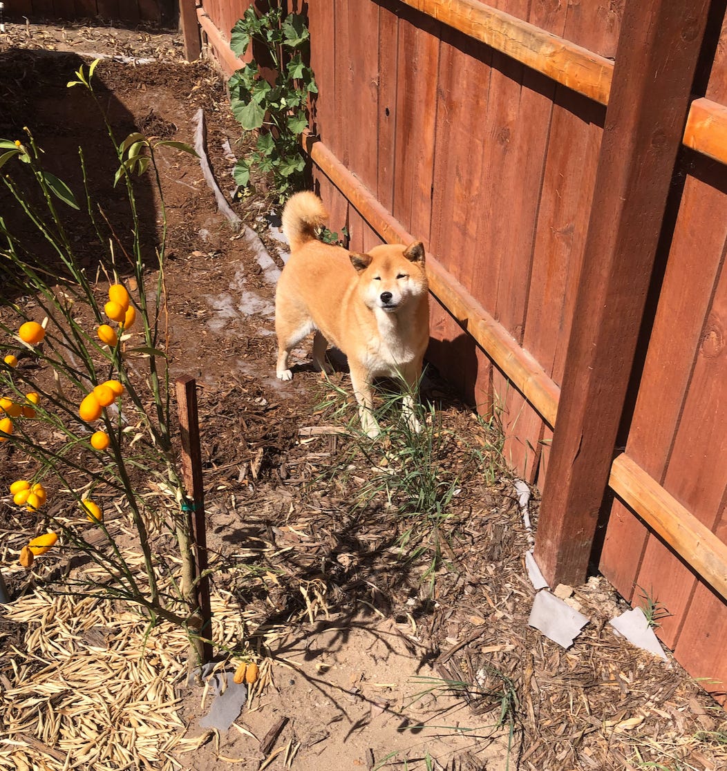 A dog outside next to a fence and a plant