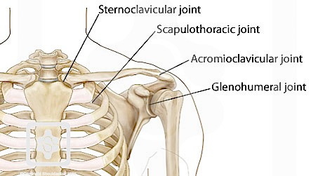 other joints around the shoulder 