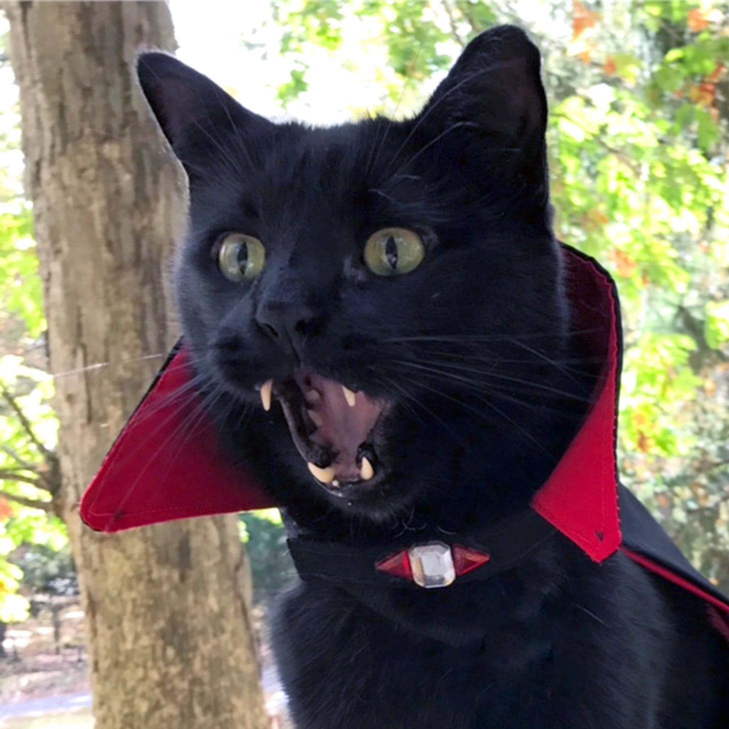 Cat dracula: Kitty with over grown fangs looks vampire - Storytrender