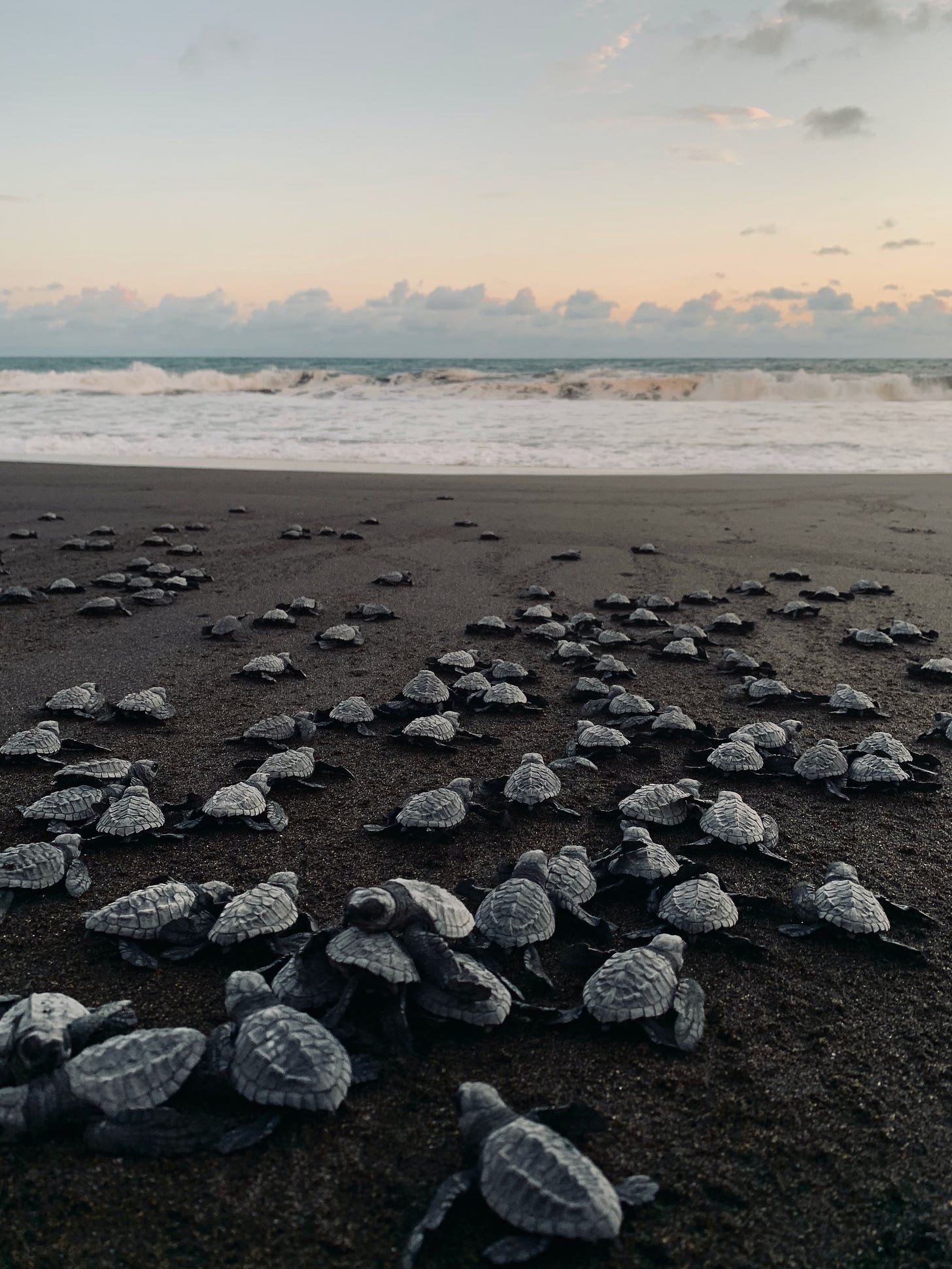 Dozens of baby turtles marching to the ocean.