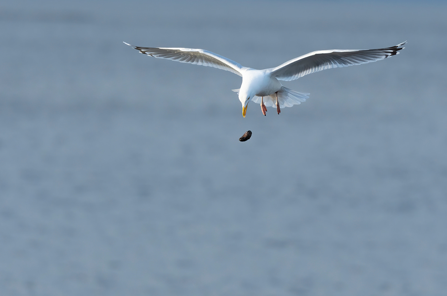 Photo of a herring gull in flight and dropping a mussel