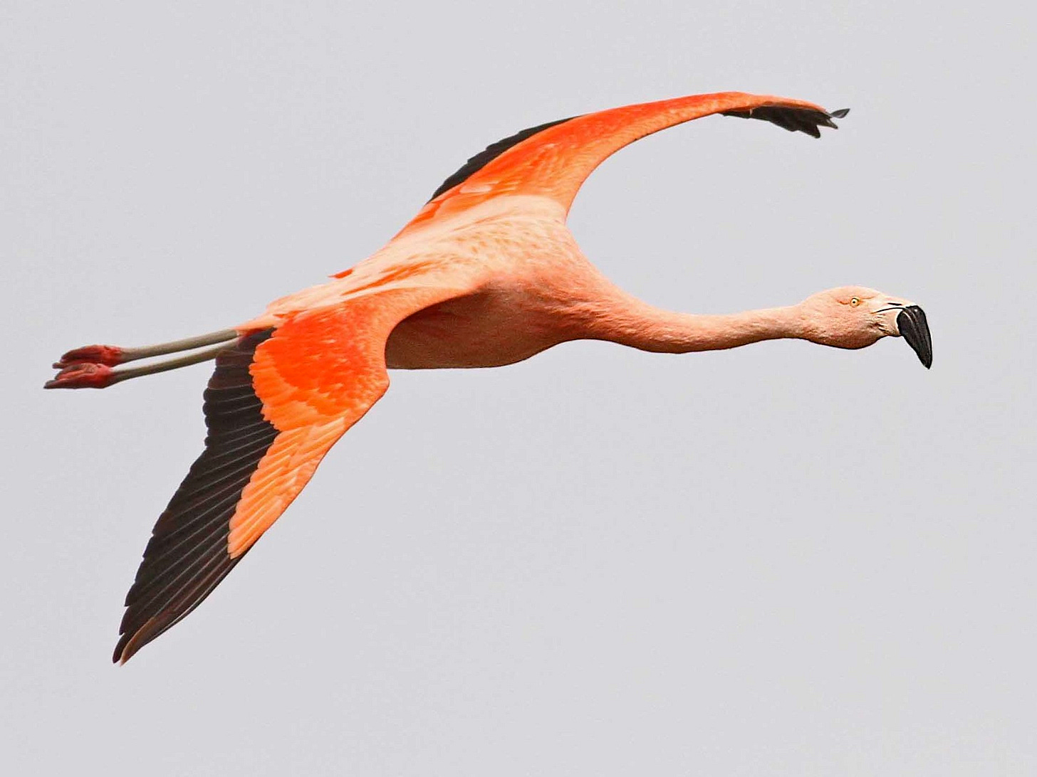 Chilean Flamingo - eBird