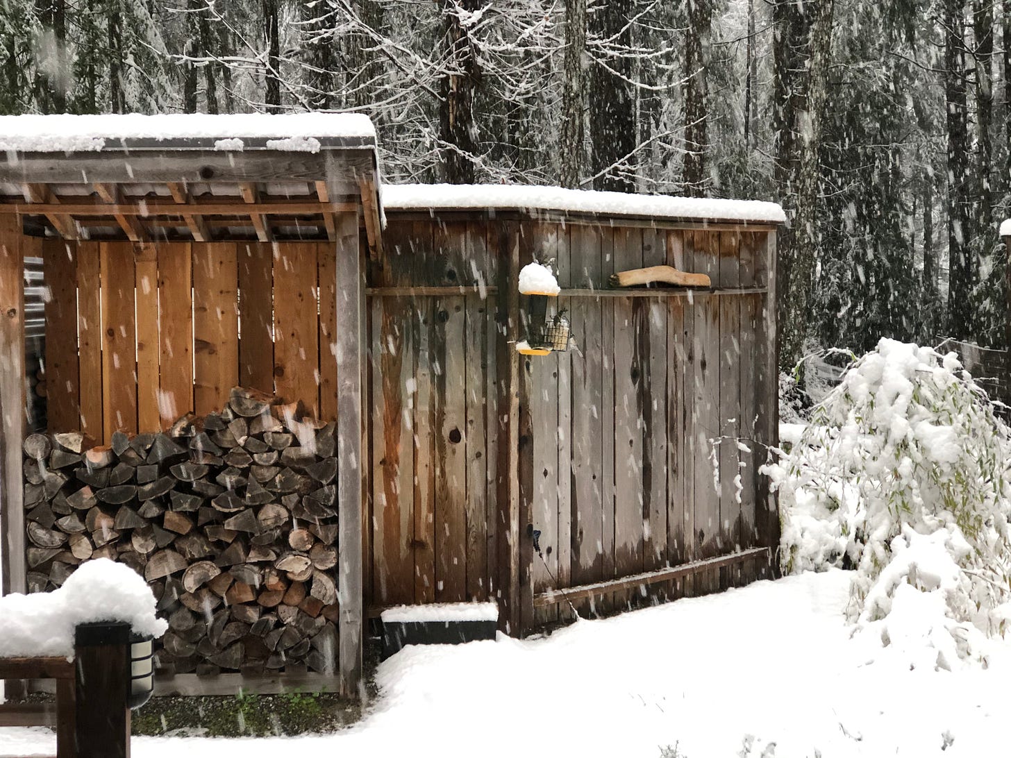 Wood shed and bird feeder on a winter morning, snow bends the bamboo to the ground