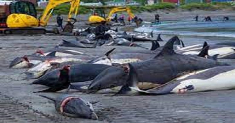 Danish dolphin slaughter sparks outrage! | DH Latest News, DH NEWS, Latest  News, death, NEWS, Nature &amp; Wildlife, International, Special, Crime ,  Denmark, Dolphin, mammals, hunt