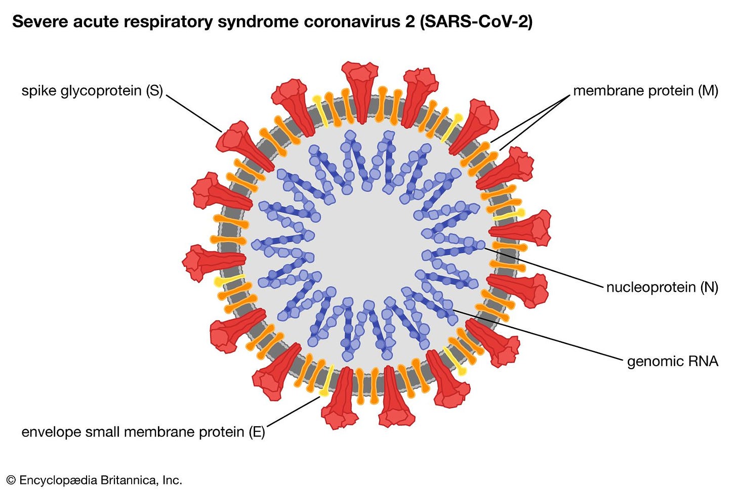 SARS-CoV-2 | virus | Britannica