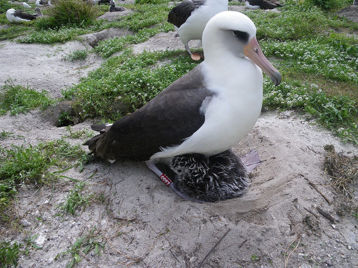 Wisdom the albatross, sitting (not heavily) on her chick.