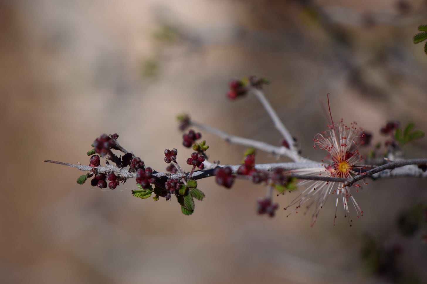 branch, buds and a flower on wild Calliandra eriophylla