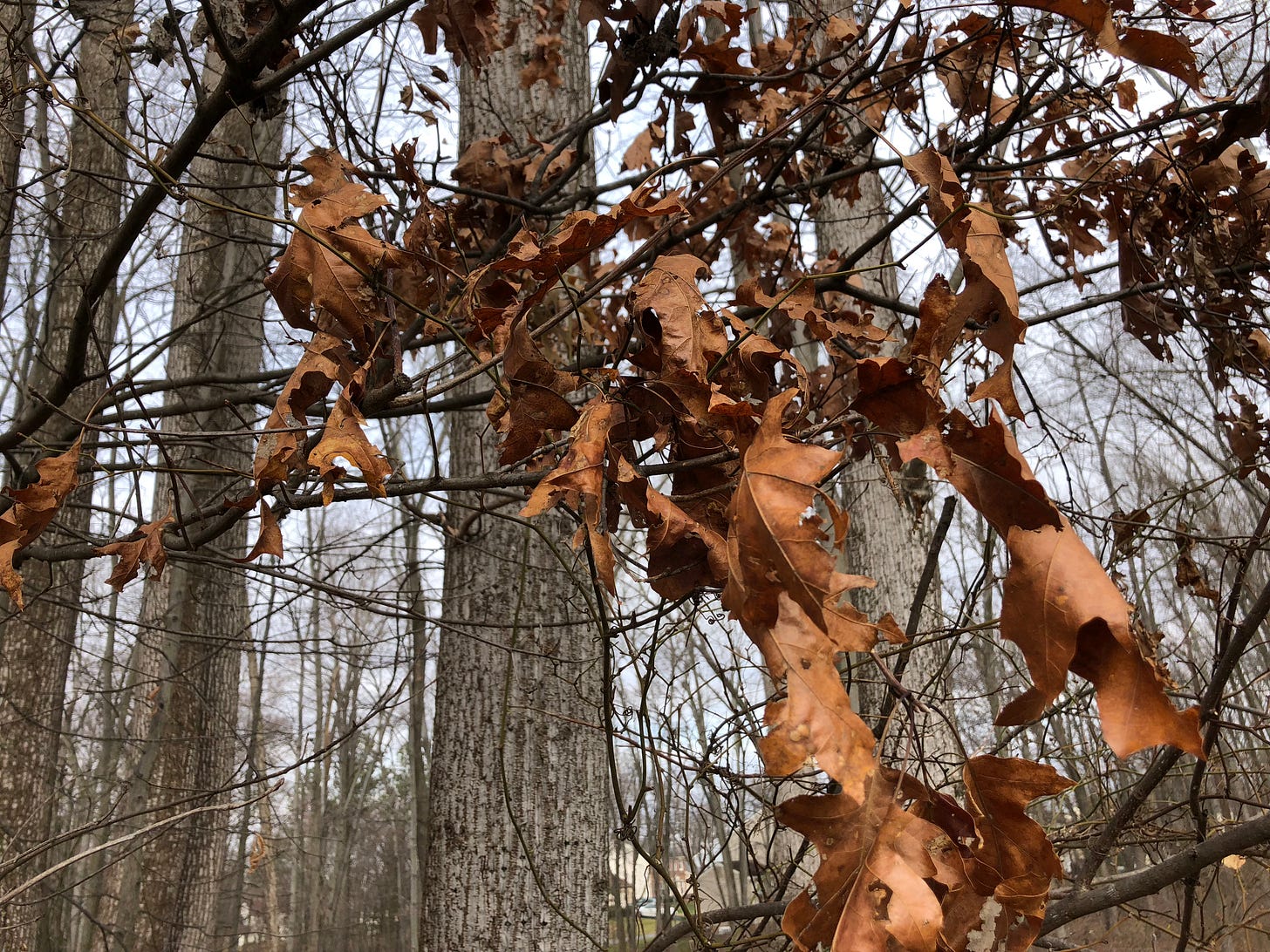 File:2020-02-01 10 52 03 Brown, dead leaves still attached to the lower  branches
