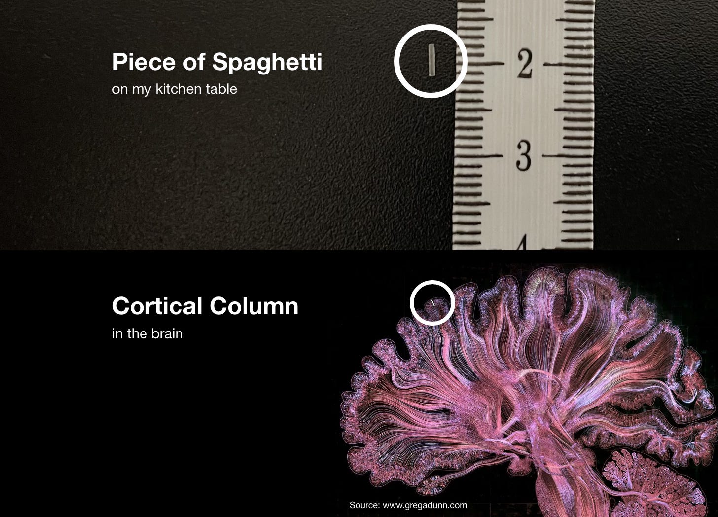 Cortical Columns vs Spaghetti