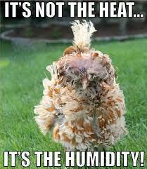 Anthony Plumbing Heating, Cooling & Electric - Egg-sactly how we feel in KC  right now 🤪 #humidhair #humidkc #sweatingkc #humidity #chickenjokes  #eggjokes #itsnotheheatitsthehumidity | Facebook
