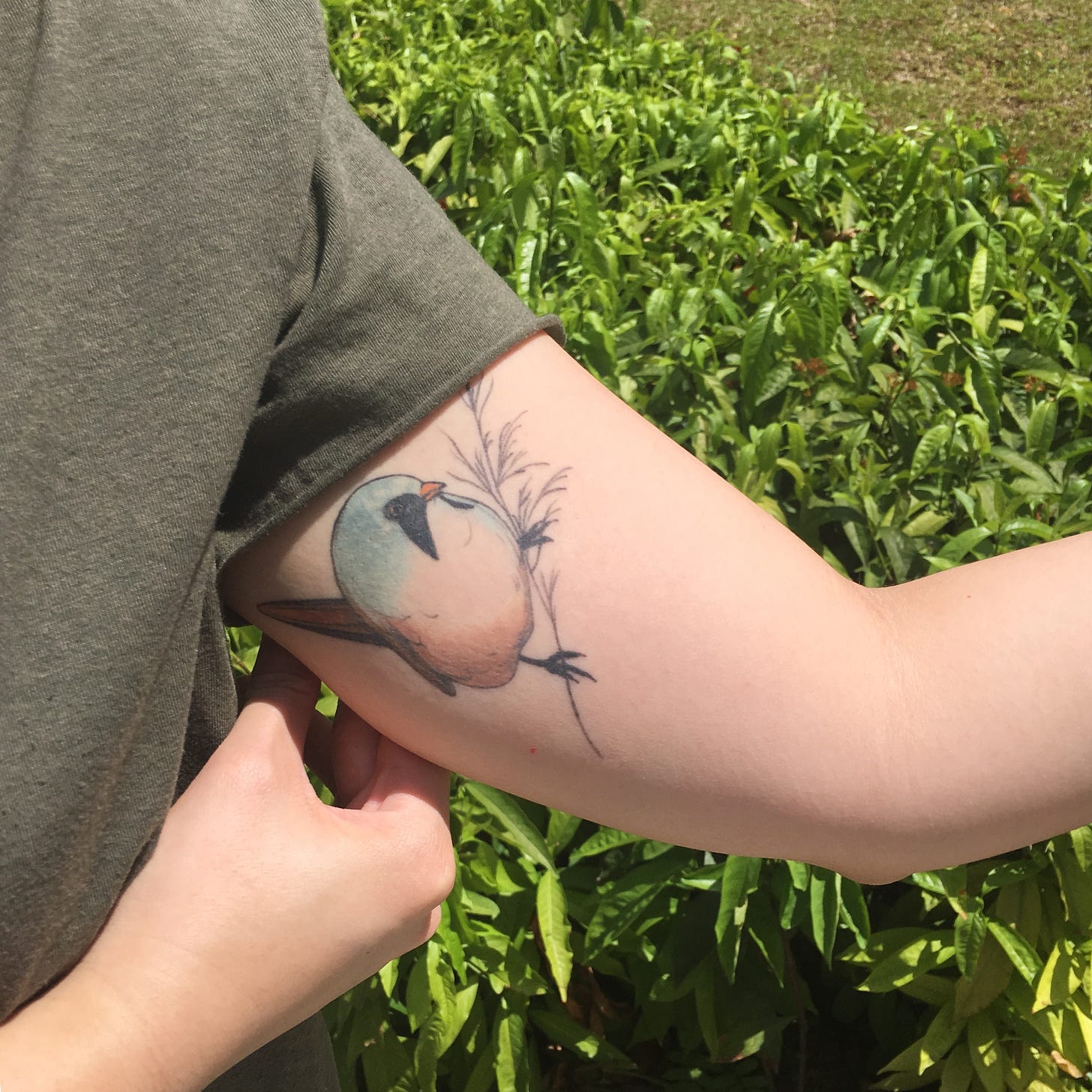 image description: Sophia Baughan's tattoo of a small bearded reedling on the inside of my left bicep, against a background of grass.