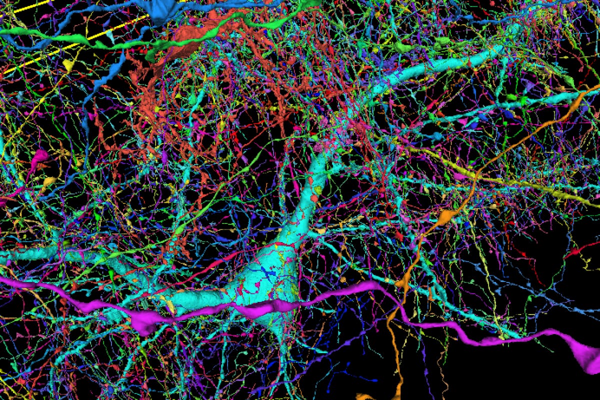 A color-coded map of around 4,000 incoming axons connecting to just one neuron