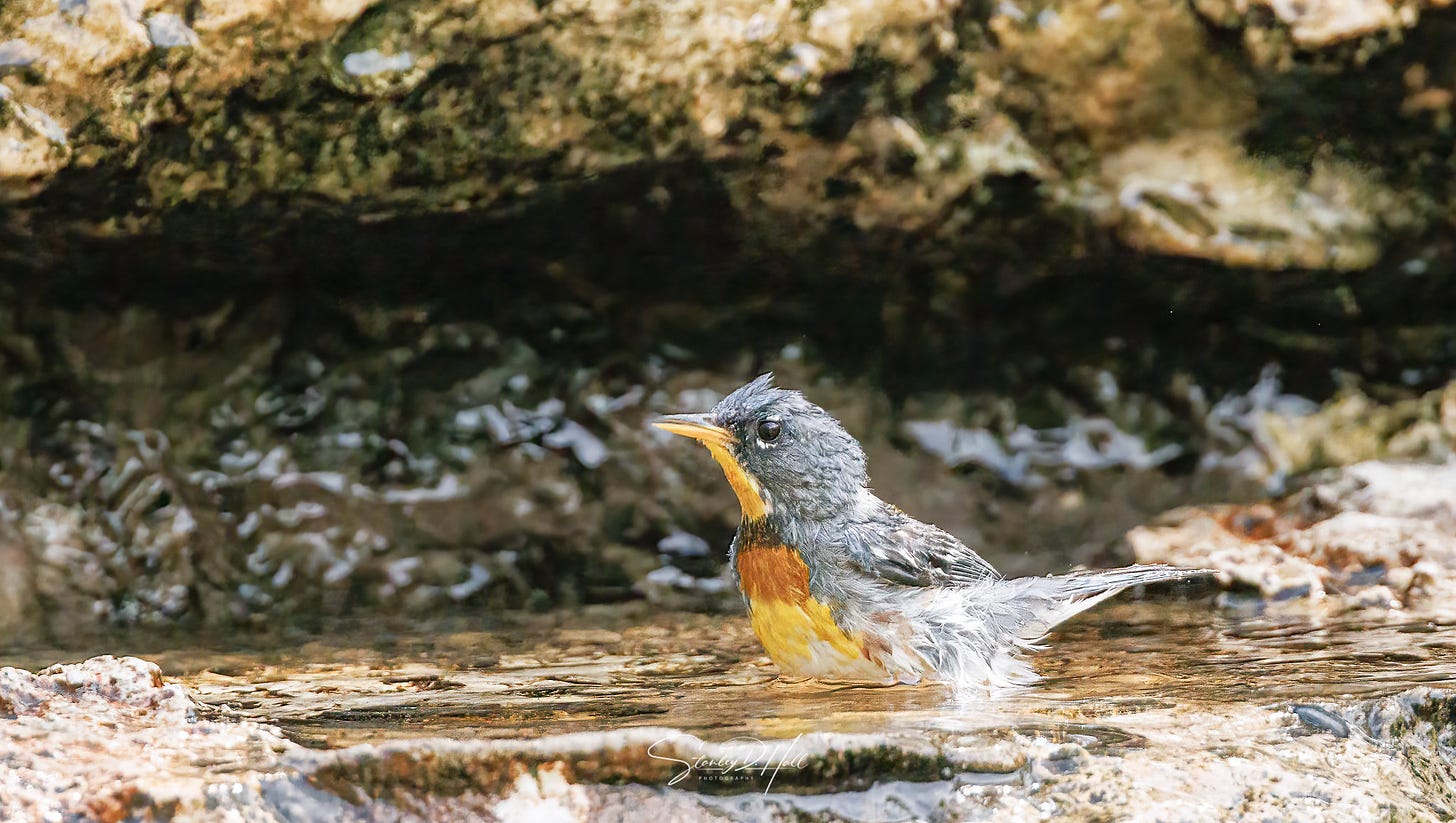 Male Northern Parula splashing in a pool of water around a rocky stream