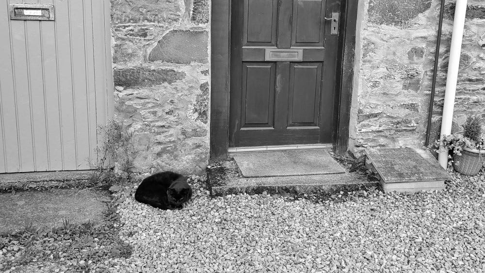 A black cat curled up staring at the camera in front of a stone wall and two doors
