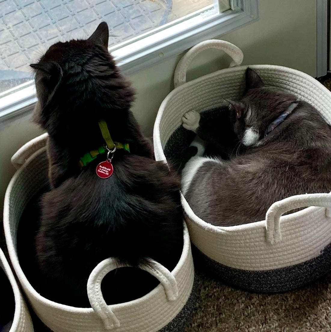 Two cats sitting in baskets