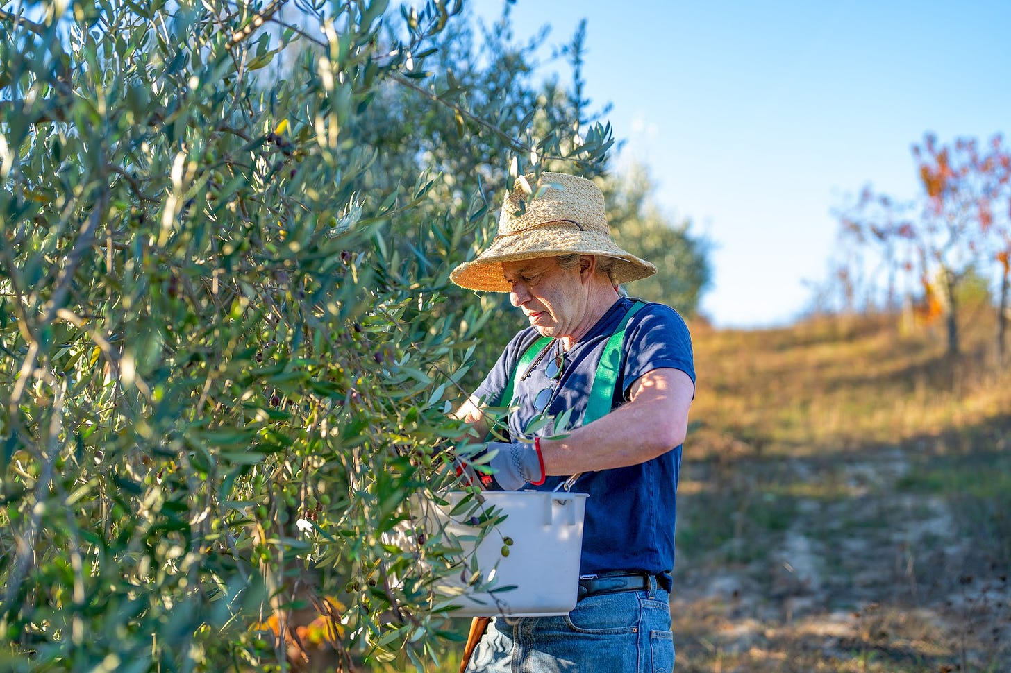 Stephen picking olives in the orchard.