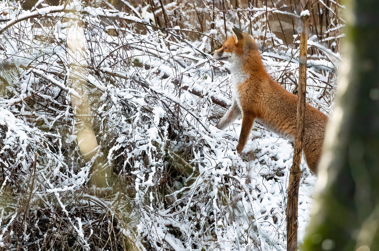 Photo of a fox standing on snow-covered branches