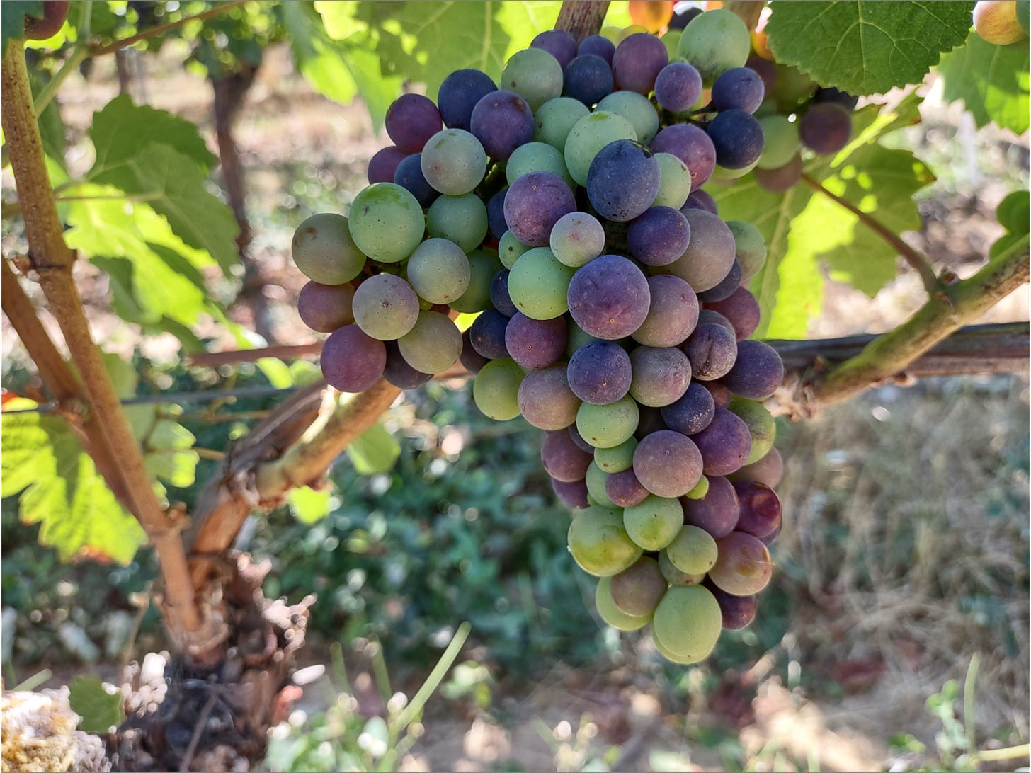 Pinot Noir cluster on August 31st