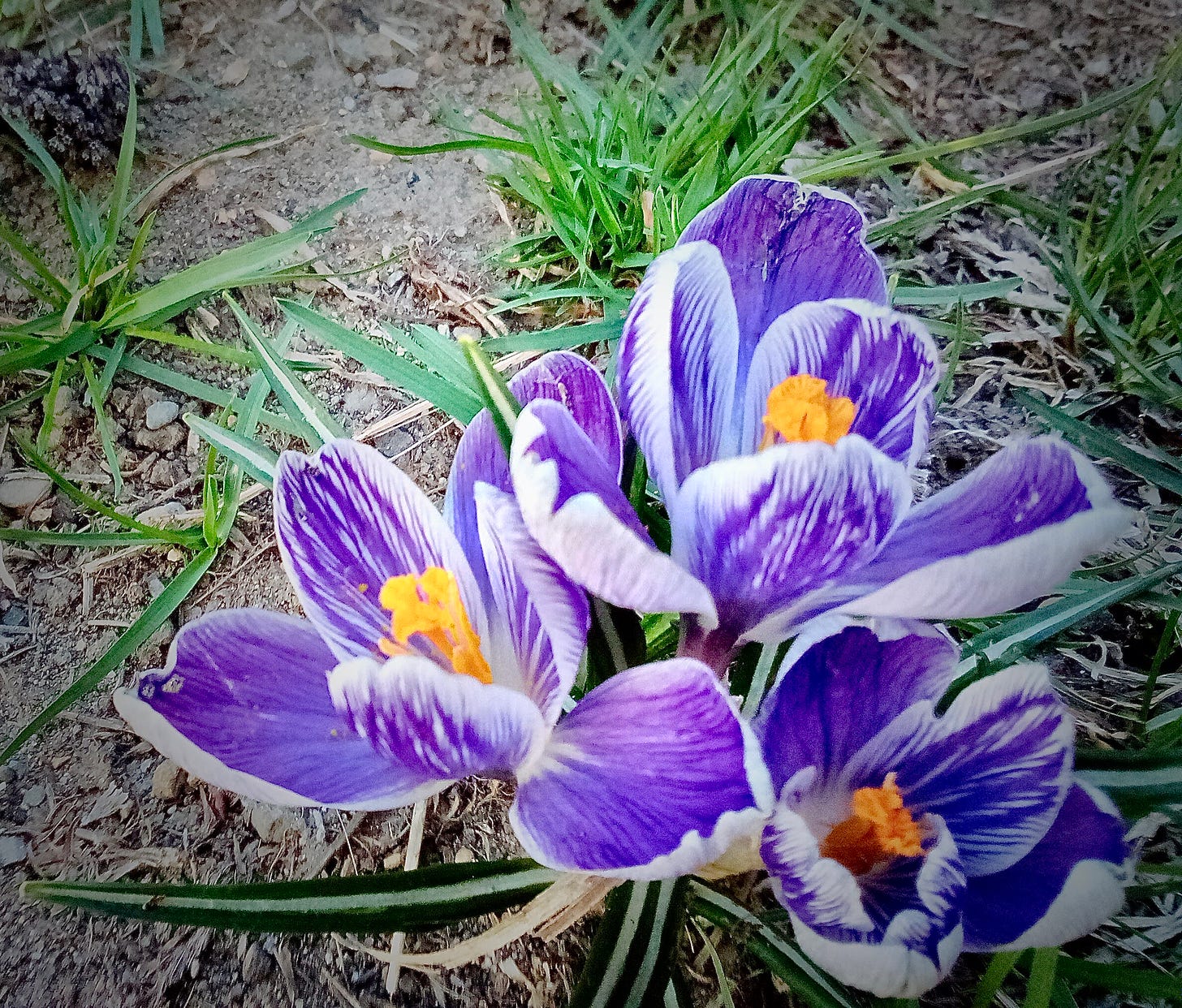 Purple crocuses